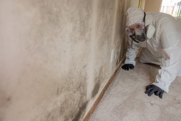 Professional Mold Inspection in Bellefonte, DE